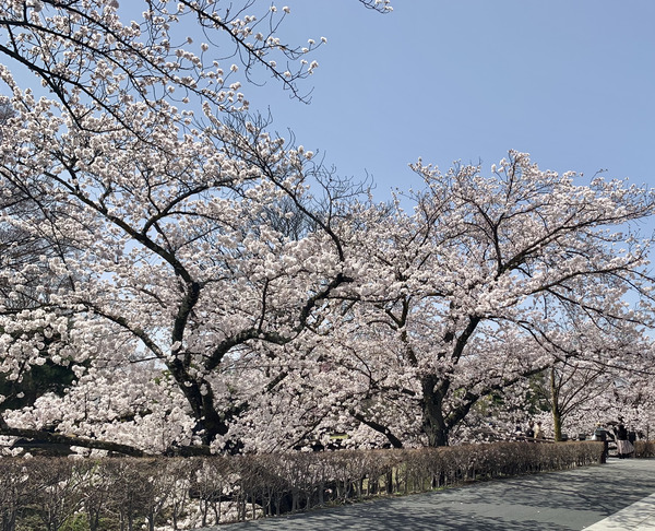 IMG_5662.jpeg